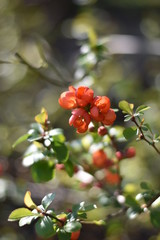 Japanische Zierquitte (Chaenomeles japonica)