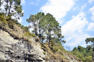 Fototapeta na wymiar Twp Pine Trees in Shoreline of Amb River Himachal Pradesh India
