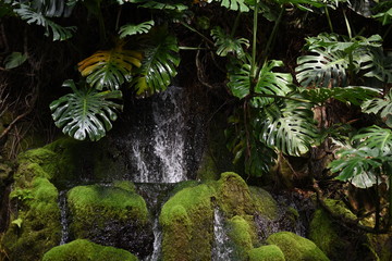 Wasserfall und große Palmen Blätter mit Moos