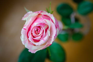 Beautiful white and pink rose with green leaves close-up on a gray blurred background