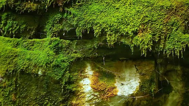 Locked off motion of water dripping constantly on sandstone rocks to sustains a lush green carpet of mosses and ferns on the formation known as ( Moss Garden)  at Carnarvon Gorge, Queensland