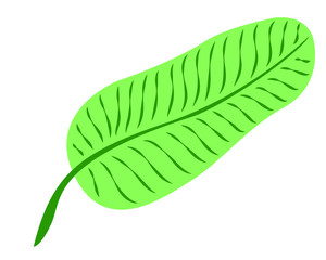 Vector image of isolated banana leaf.