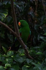 Papagei grün auf Ast