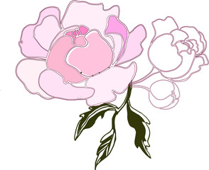 Fototapeta premium Colorful peonies flower hand drawing line art nature tattoo petal design pion plant illustration romantic sketch spring summer vector leaf floral garden graphic decoration botanical
