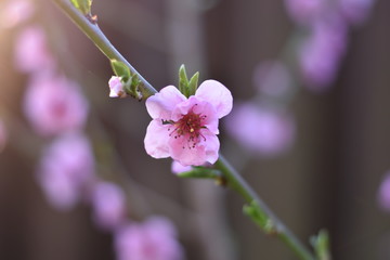 Blüten an einem Nektarinenbaum