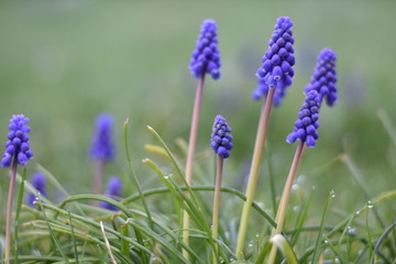 Armenische Traubenhyazinthen (Muscari armeniacum)