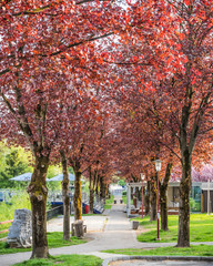 Naklejka premium Wolfsberg