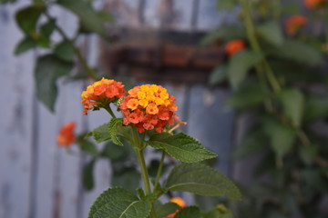 Orangene Blüte mit alter Tür im Hintergrund