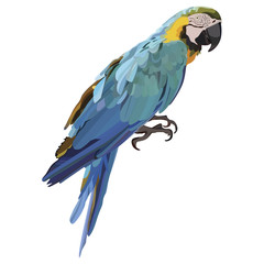 Vector colorful Ara parrot