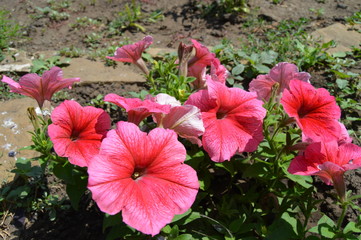 red flowers in the garden