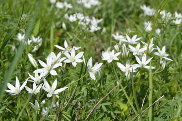 white flowers in grass