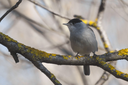 Capinera (Sylvia atricapilla),ritratto maschio su ramo