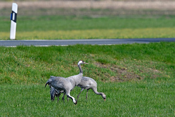 Cranes (Grus grus) next to a country road - Kraniche (Grus grus) am Rande einer Landstraße, Dieholzer Moor, Deutschland