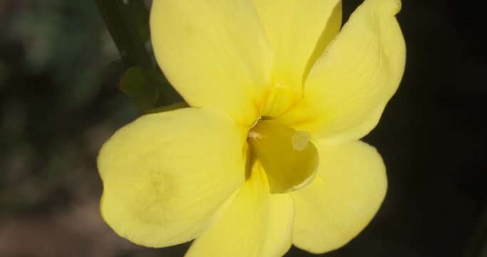 Yellow flower of winter jasmine. Macro photography of the petals of the winter flowering. Climbing plant.