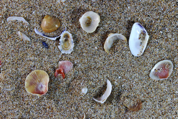 sea shells on the beach