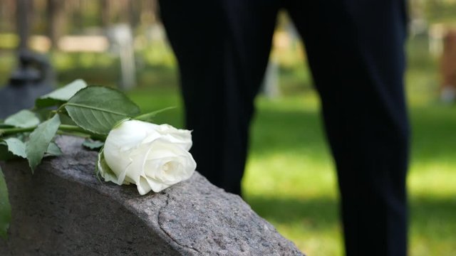 Grieving man place white rose on tombstone in cemetery then walks away, sunny day with gentle wind