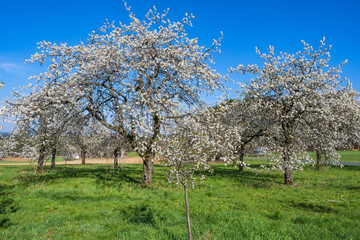 Kirschblüte in der Fränkischen Schweiz/Deutschland