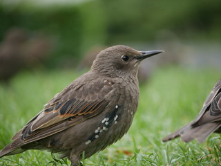 A brown bird sits in a green london park