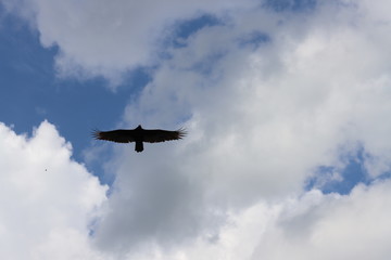 Fototapeta na wymiar Bird on the blue sky