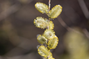 Sal-Weide, Palmkätzchen im Frühling