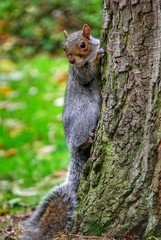 Naklejka na ściany i meble Close Up On Squirrel Climbing Tree