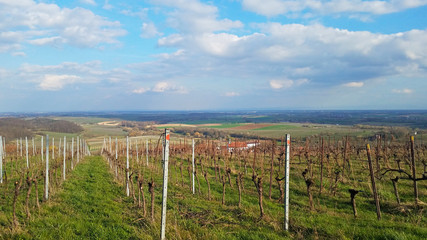Fototapeta na wymiar Wunderschöner Blick über die Weinberge in Rheinland-Pfalz