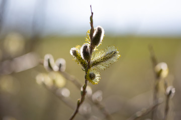 Sal-Weide, Palmkätzchen im Frühling