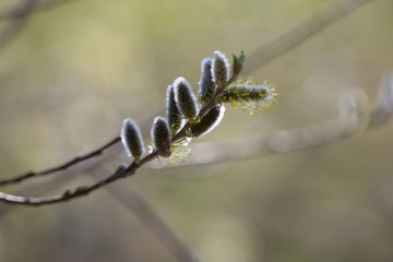 Sal-Weide, Palmkätzchen im Frühling