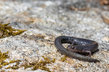 Leadback phase of the redback salamander - Plethodon cinereus