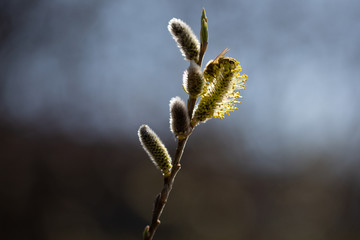 Sal-Weide, Palmkätzchen im Frühling