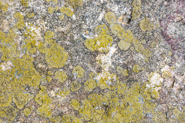 Sandstone surface with green lichens in central Pennsylvania