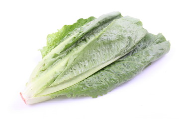 Cos Lettuce isolated on White Background 