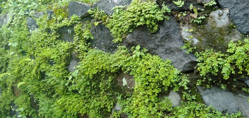 green moss cover the stone moss tree
