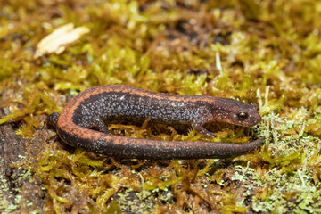 Redback salamander - Plethodon cinereus