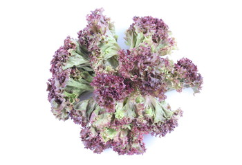 Red coral salad isolated on the white background.