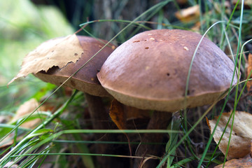 Wild mushroom among green grass