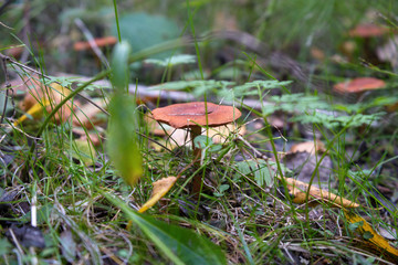 Wild mushroom among green grass