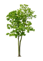 Fototapeta premium Single green tree isolated, an evergreen leaves plant di cut on white background with clipping path