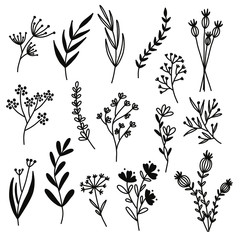 Flowers from the field. Vector illustration on a white background.
