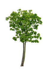 Fototapeta premium Single green tree isolated, an evergreen leaves plant di cut on white background with clipping path