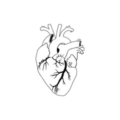 Vector, anatomical heart. Realistic Heart icon isolated on white background. Vector medical heart logo. 