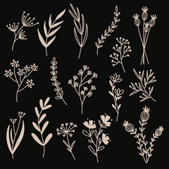 Flowers from the field. Vector illustration.