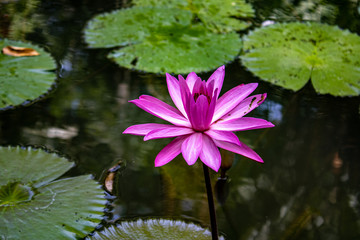 pink water lily in pond