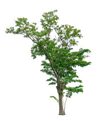 Single green tree isolated,  an evergreen leaves plant di cut on white background with clipping path