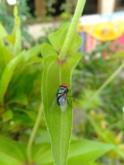 Flesh Fly in big detail on the Grass