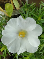 white flower in garden. Flowers white sheets garden green plants