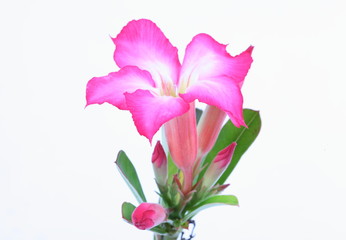 Obraz na płótnie Canvas Impala Lily, Desert Rose, Mock Azalea, Pinkbignonia, Adenium