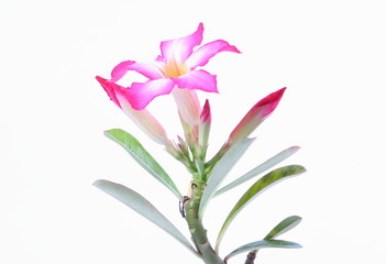Impala Lily, Desert Rose, Mock Azalea, Pinkbignonia, Adenium