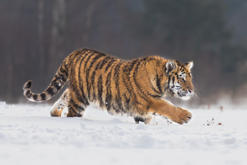 Fototapeta na wymiar Young Siberian tiger enjoying a run through fresh snow on a sunny day. Amazing and beautiful creature, dangerous yet endangered.