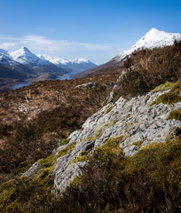 an old scots pine sitting alone on the hillside on the west highland way long distance hiking trail...
